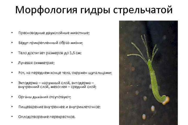 Kraken наркотики сайт