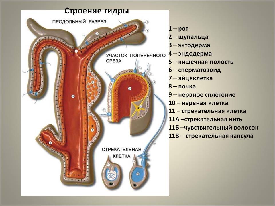 Kraken вход зеркало